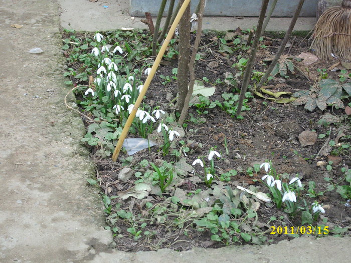 ghiocei de padure