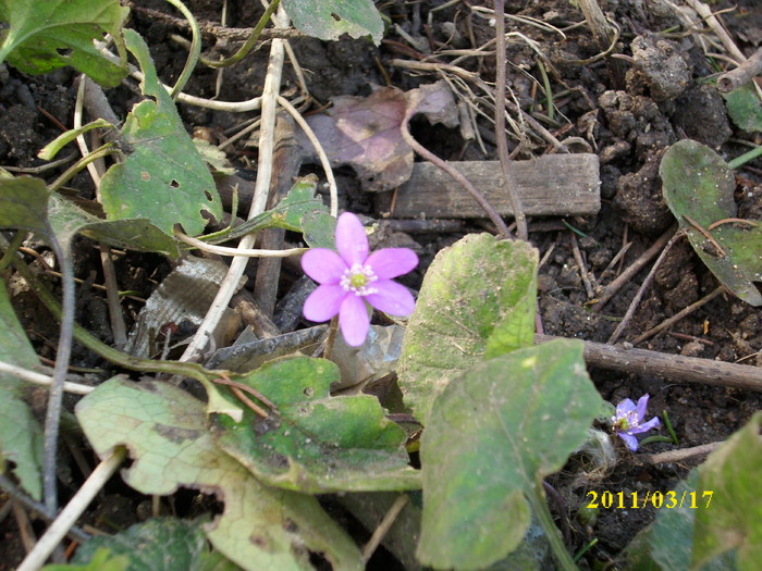 hepatica roz