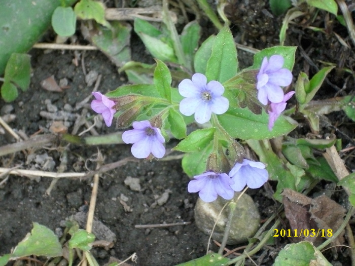 mierea ursului, plamanarica
