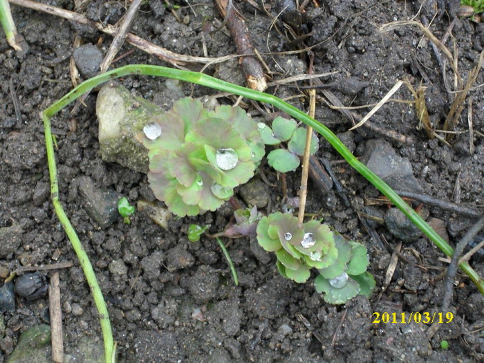 clopotei