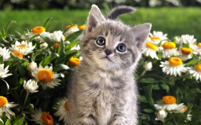 tabby_kitten_and_spring_flowers-1280x800
