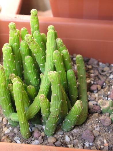 Monadenium ellenbeckii fma. caulopodium - EUPHORBIACEAE - Monadenium Pedilanthus