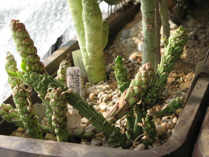 Monadenium yattanum     (fata dreapta) - EUPHORBIACEAE - Monadenium Pedilanthus