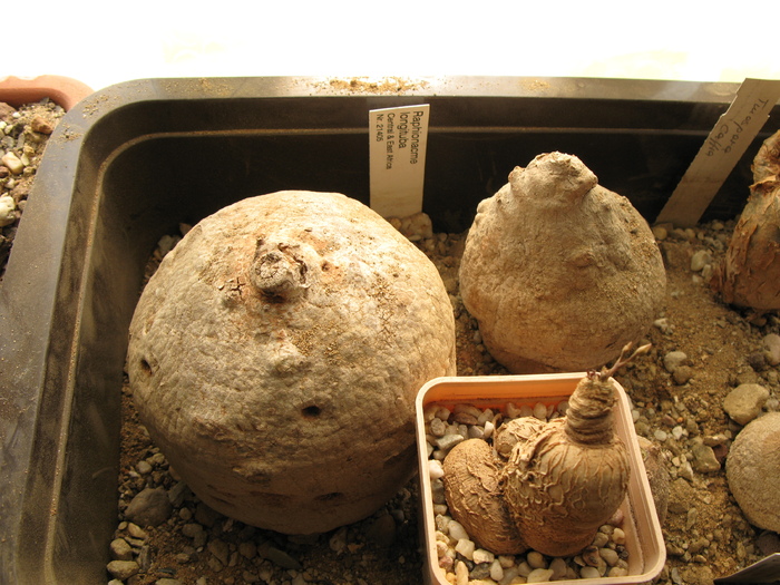 Raphionacme longituba  (in planul indepartat) - Caudex Plante cu caudex