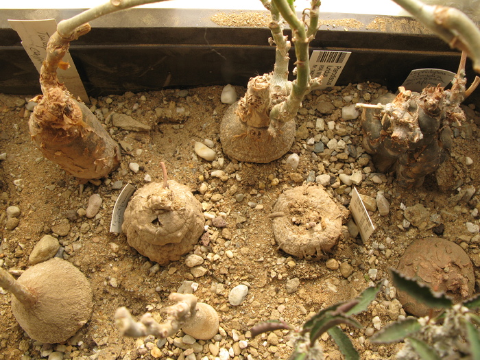 IMG_3628 - Caudex Plante cu caudex