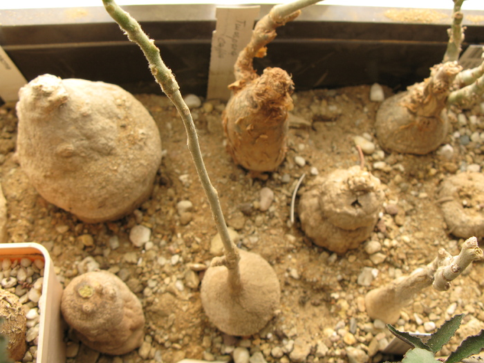 IMG_3629 - Caudex Plante cu caudex