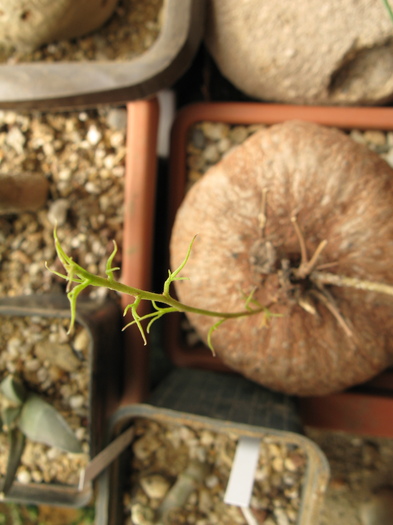 Batatas bolusiana  (detaliu frunze) - Caudex Plante cu caudex