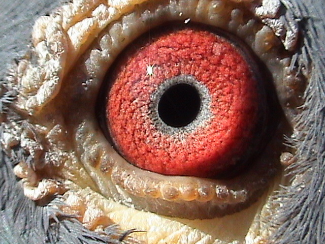 Ochiul lui Nervosul 2 - Acum matca 2011