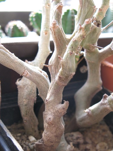 Pelargonium carnosum - Pelargonium