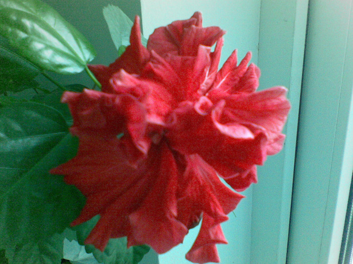 24032011(005) - hibiscus 2011