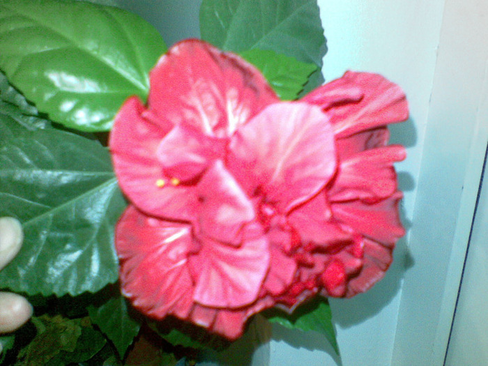 23032011(006) - hibiscus 2011