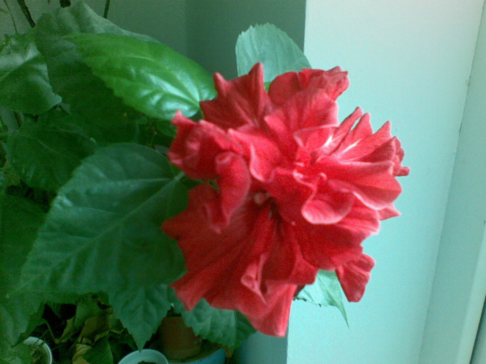 24032011(001) - hibiscus 2011