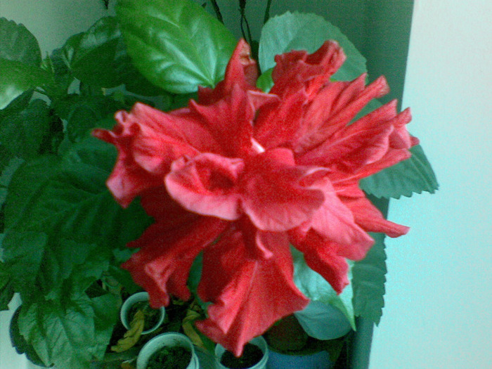 24032011(004) - hibiscus 2011