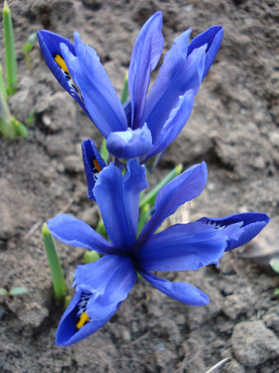 Iris reticulata Blue (2011, March 24) - Iris reticulata Blue