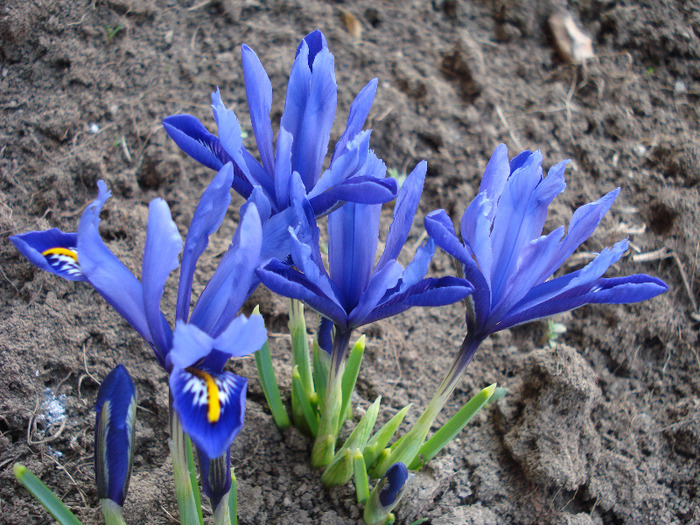 Iris reticulata Blue (2011, March 24) - Iris reticulata Blue