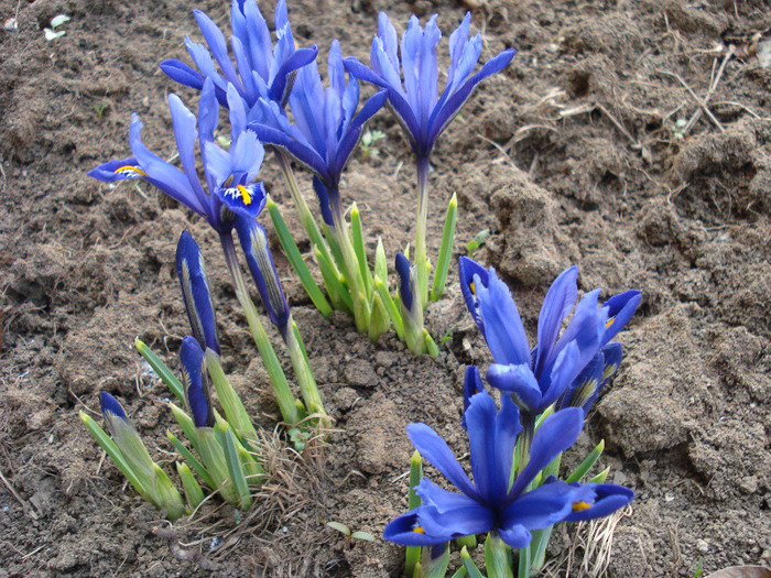 Iris reticulata Blue (2011, March 24) - Iris reticulata Blue