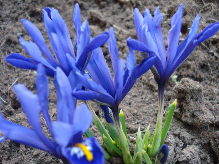 Iris reticulata Blue (2011, March 24) - Iris reticulata Blue