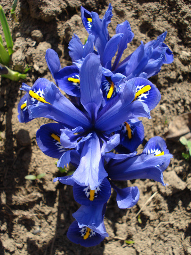 Iris reticulata Blue (2011, March 24) - Iris reticulata Blue