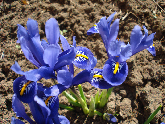 Iris reticulata Blue (2011, March 24) - Iris reticulata Blue