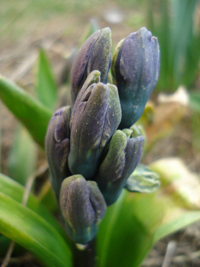 Hyacinthus_Zambila (2011, March 22) - 03 Garden in March