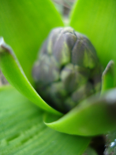 Hyacinthus_Zambila (2011, March 22)