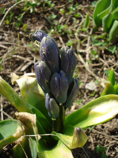 Hyacinthus_Zambila (2011, March 22)