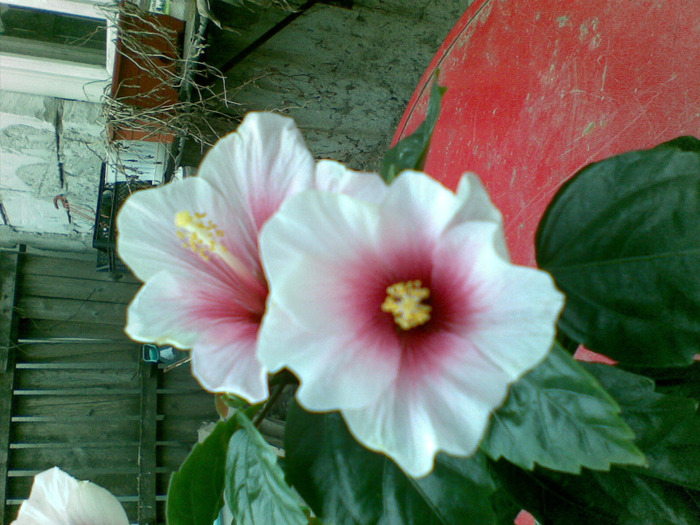 20032011(008) - hibiscus 2011