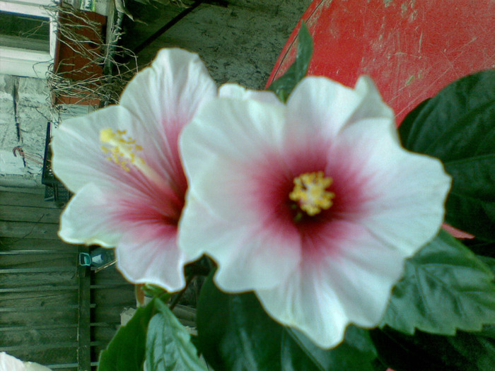 20032011(007) - hibiscus 2011