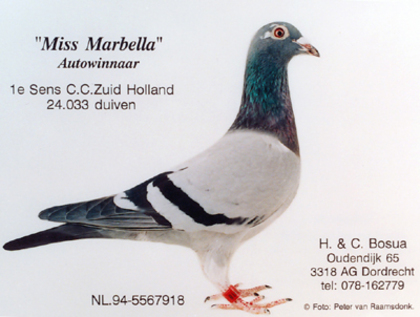 MISS MARBELLA - KESS BOSUA; 100% KEES BOSUA
