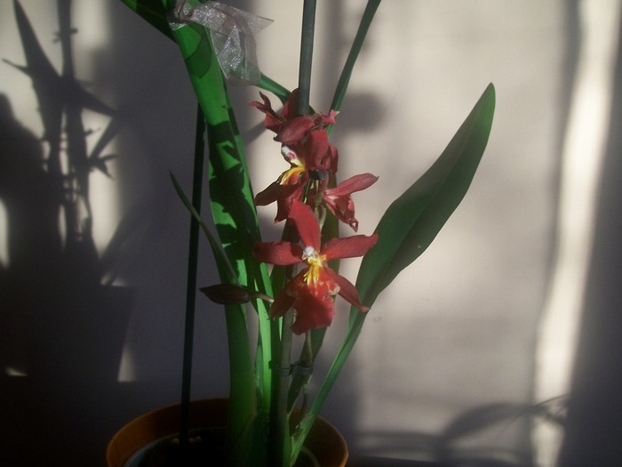 orhidee 005 - Miltonidium-Miltoniopsis