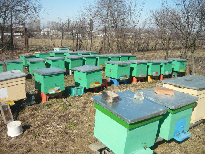 stupii mei - apicultura