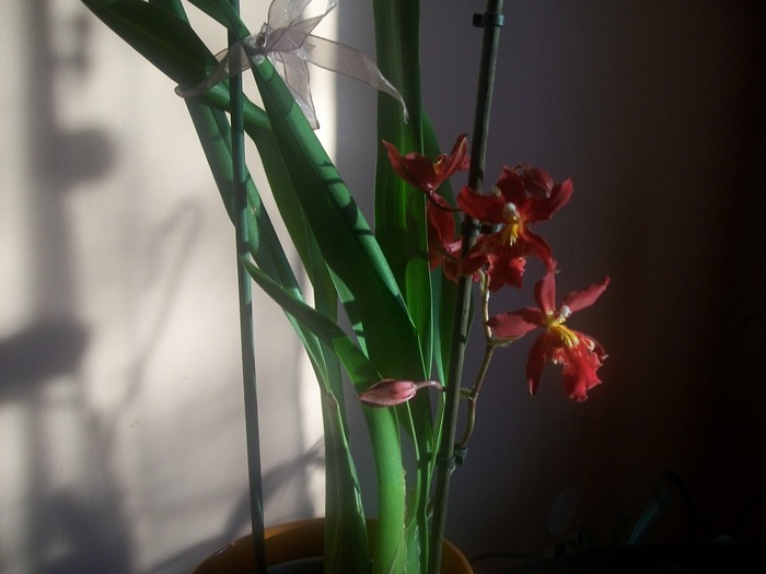 orhidee 006 - Miltonidium-Miltoniopsis