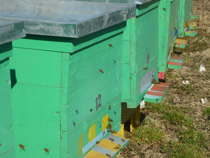 albinute la zbor - apicultura