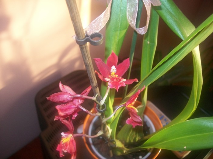 orhidee 008 - Miltonidium-Miltoniopsis