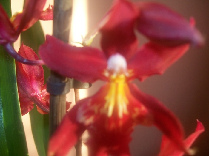 orhidee 009 - Miltonidium-Miltoniopsis