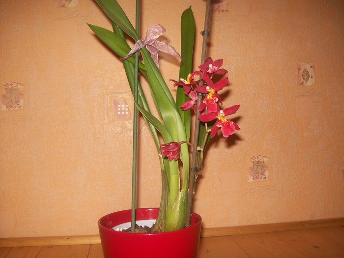 orhidee 010 - Miltonidium-Miltoniopsis