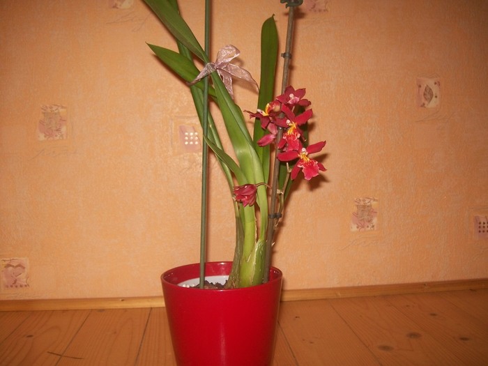 orhidee 011
