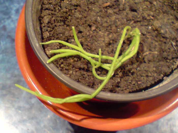 rhipsalis - rhipsalis crassutha