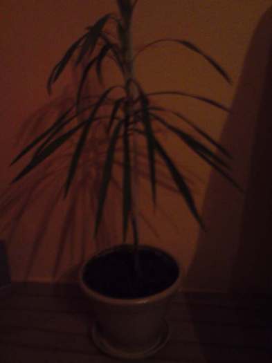 dracena - dracena