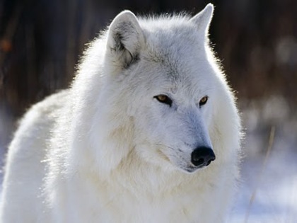 Arctic_Wolf,_Canada - alte locuri unde sunt activa