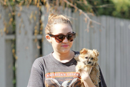 Miley Cyrus Miley Cyrus and Her Dog in Toluca Lake - poze miley