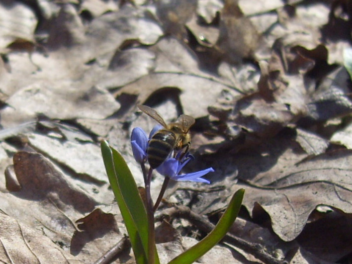 IMG_1734 - albine  flori si polen- bees flowers and polen