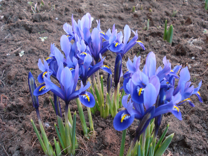 Iris reticulata Blue (2011, March 25) - Iris reticulata Blue