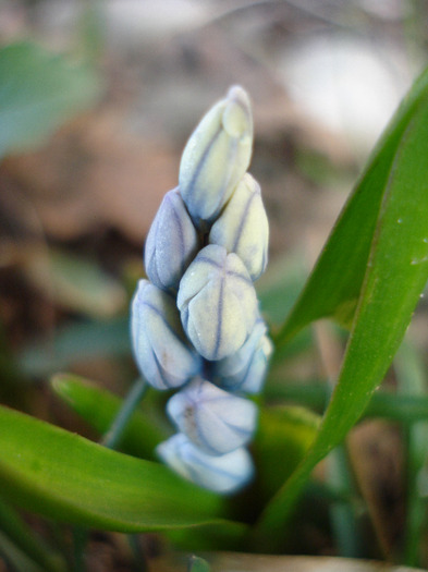 Puschkinia scilloides (2011, March 25) - PUSCHKINIA Scilloides