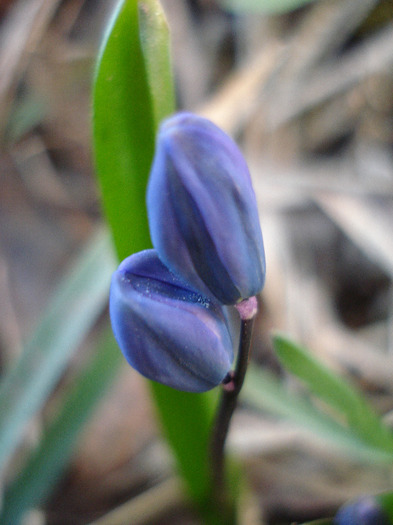 Scilla siberica (2011, March 25) - SCILLA Siberica_Siberian Squill