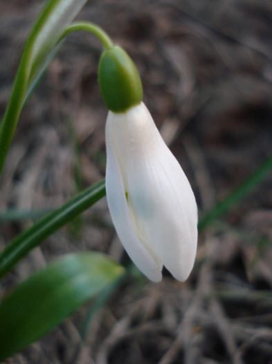 Snowdrop (2011, March 25)
