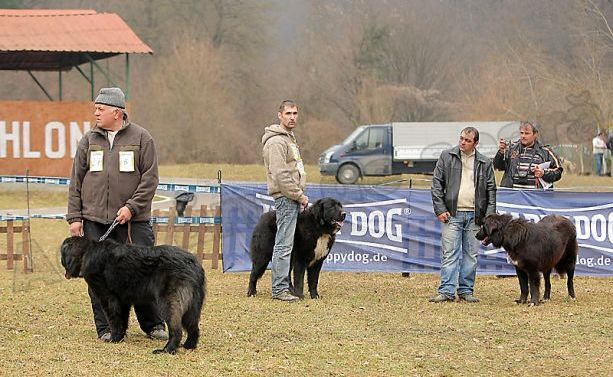 Haiduc - Expo Club Rasnov 2011.