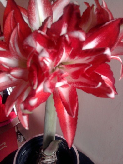 SPLASH - Hippeastrum