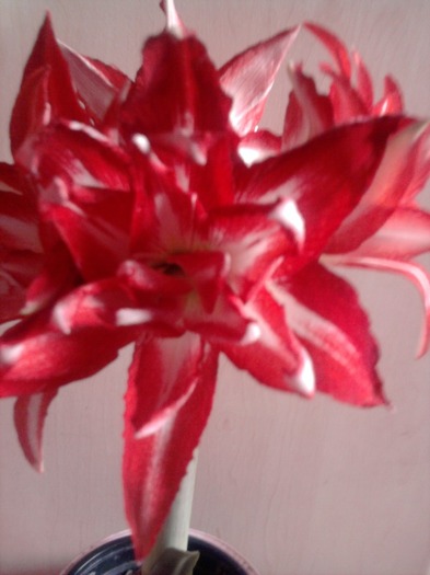 SPLASH - Hippeastrum