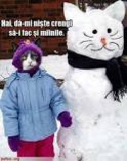 imagesCASFPAOM - poze cu pisici hazlii